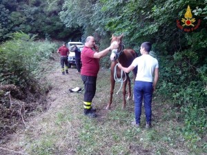Cavallo salvato dai vigili del fuoco a Catanzaro  (3)
