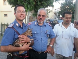 Salvato cucciolo di capriolo a Cirò Marina (3)