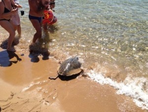 Tartaruga Edoardo ritorna in mare