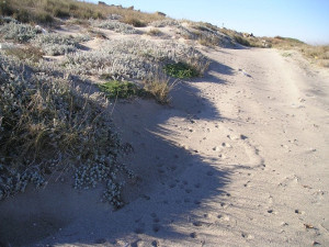 dune bianche della Cervara 