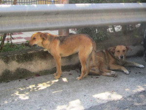 Cani randagi pericolosi a Petilia Policastro