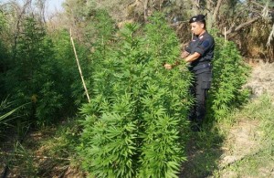 Piantagione di cannabis a Isola Capo Rizzuto