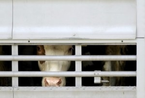 trasporto bovino