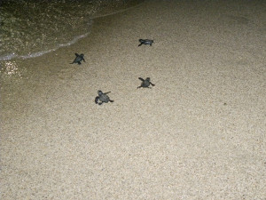 Nate 10 tartarughe sulla spiaggia di Strongoli Marina (3)