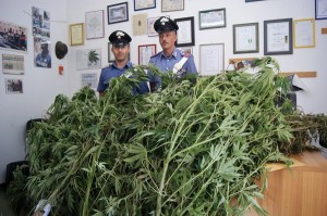 Pensionato sorpreso ad annaffiare piantagione di Marijuana
