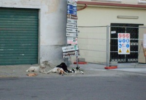 Cani randagi a Cirò Marina