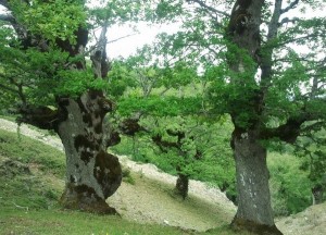 relitti di foresta post-glaciale nel Parco dell'Aspromonte