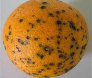 citrus Black spot