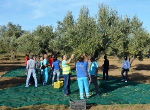 Raccolta delle olive con la Misericordia a Isola Capo Rizzuto (1)