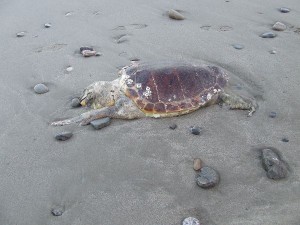 Tartaruga spiaggiata 2014 (2)