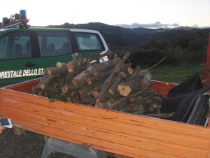 Motocarro APE carico di legna