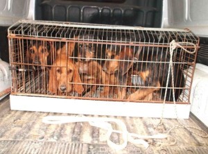 Cani in gabbia