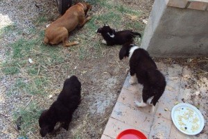 Tre cuccioli salvati