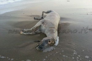 Cavallo morto spiaggia a Cirò Marina (1)