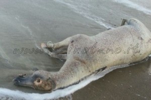 Cavallo morto spiaggia a Cirò Marina (2)