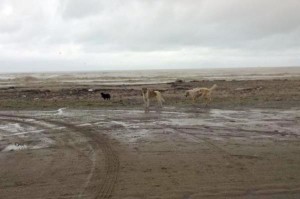 Cani abbandonati in spiaggia