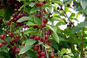 albero-ciliegie