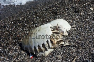 Carcassa tartaruga a Punta Alice