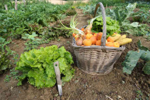 Picking of vegetables in the garden