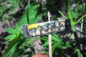 Piantagione marijuana a Cetraro (1)