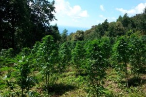 Piantagione marijuana a Cetraro (3)