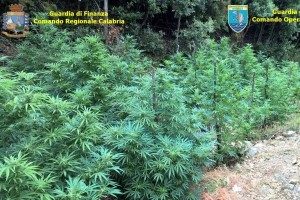Piantagione di Marijuana (1)
