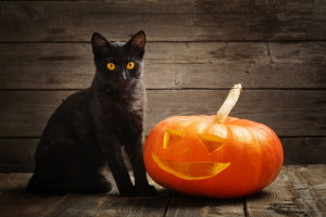 halloween-gatti-neri