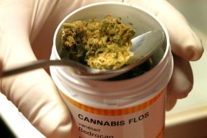 curarsi-con-la-cannabis-in-calabria