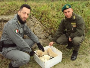 Le Guardie Zoofile Crotone salvano 4 cuccioli, trovati sul ciglio della strada1