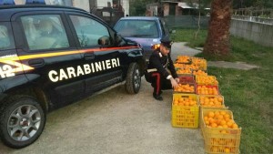 Furto di arance a Roccabernarda, arrestati tre cutresi dai Carabinieri