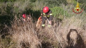 I Vigili del Fuoco salvano cane in un dirupo di circa 25 metri1