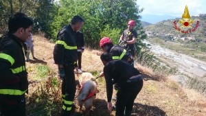 I Vigili del Fuoco salvano cane in un dirupo di circa 25 metri2