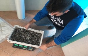 Operazione “Sardina Pilchardus” sull'intera filiera pesca della Calabria e Lucania1