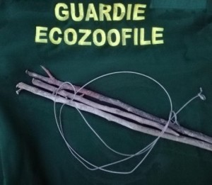 Guardie Ecozoofile- sequestrati lacci e trappole per la cattura della fauna selvatica