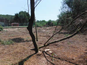 Alberi abbattuti illegalmente nella pineta nei pressi di un villaggio turistico a Isola Capo Rizzuto