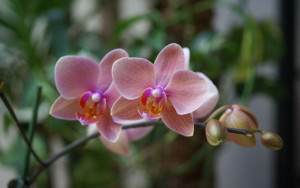 orchidea-phalenopsis_NG3