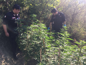Arrestato giovane 23enne di Cirò per coltivazione di marijuana1