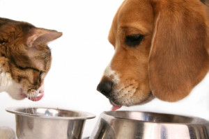 Salmonella nel cibo per animali domestici- Ministero della salute attenzione al pet food contaminato