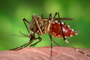 Zanzare contro Zanzare, parte la sperimentazione sul campo negli USA