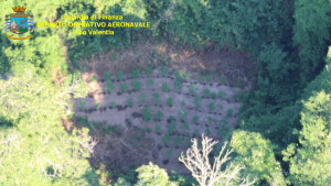 4 piantagioni di Canapa indiana individuate dall’alto, grazie al Comparto aereo della Finanza (1)
