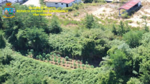 4 piantagioni di Canapa indiana individuate dall’alto, grazie al Comparto aereo della Finanza (2)