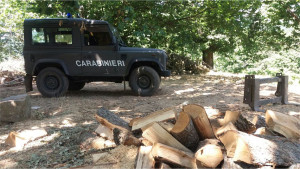 Abbattuti circa 250 alberi di Pino, denunciati dai Carabinieri Forestalie due responsabili