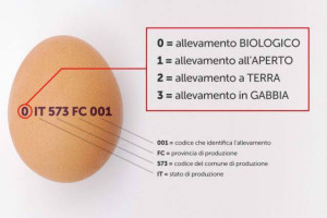 Esempio di Etichettatura delle uova