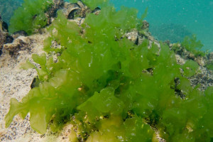 Malattie degenerative- l'Artrite si potrà sconfiggere con una cura a base di alghe