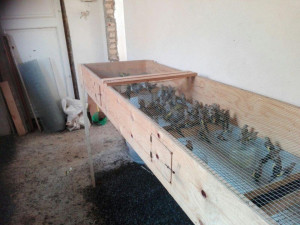 Sequestrati 570 uccelli protetti detenuti in 11 gabbie, una persona denunciata