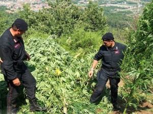 Blitz antidroga dei Carabinieri di Caccuri, scoperta una piantagione di “marijuana” (1)