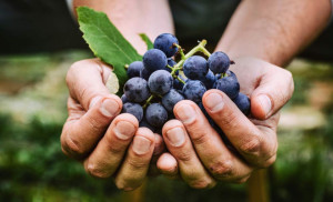 Elogio dell'uva- tra le tante qualità, un toccasana per la cura dell'insonnia e del nervosismo