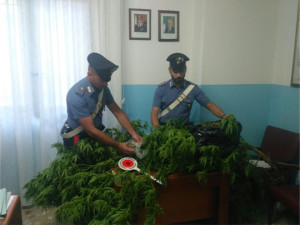 I Carabinieri di Mesoraca scoprono una coltivazione di “marijuana” in un’abitazione, un arresto