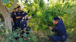 Piantagione di canapa rinvenuta a Salica al confine tra i Comuni di Crotone ed Isola, due arresti (3)