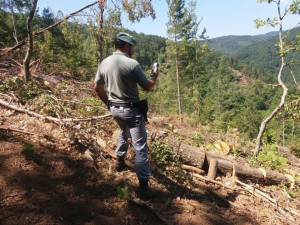 Taglia illegalmente 14 alberi per consegnarli ad una ditta boschiva, scoperto e denunciato